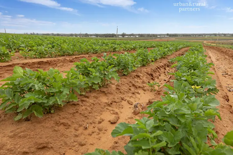 Lot 38 Loveday Road, Cobdogla SA 5346