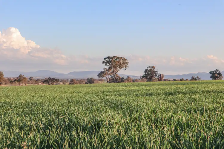 Fifth view of Homely rural property listing, Grandview 13669 New England Highway, Timbumburi NSW 2340