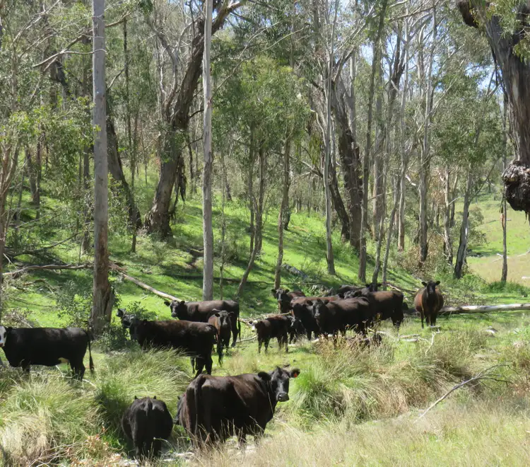 "Blair Athol" 2340 Campfire Road, Walcha NSW 2354