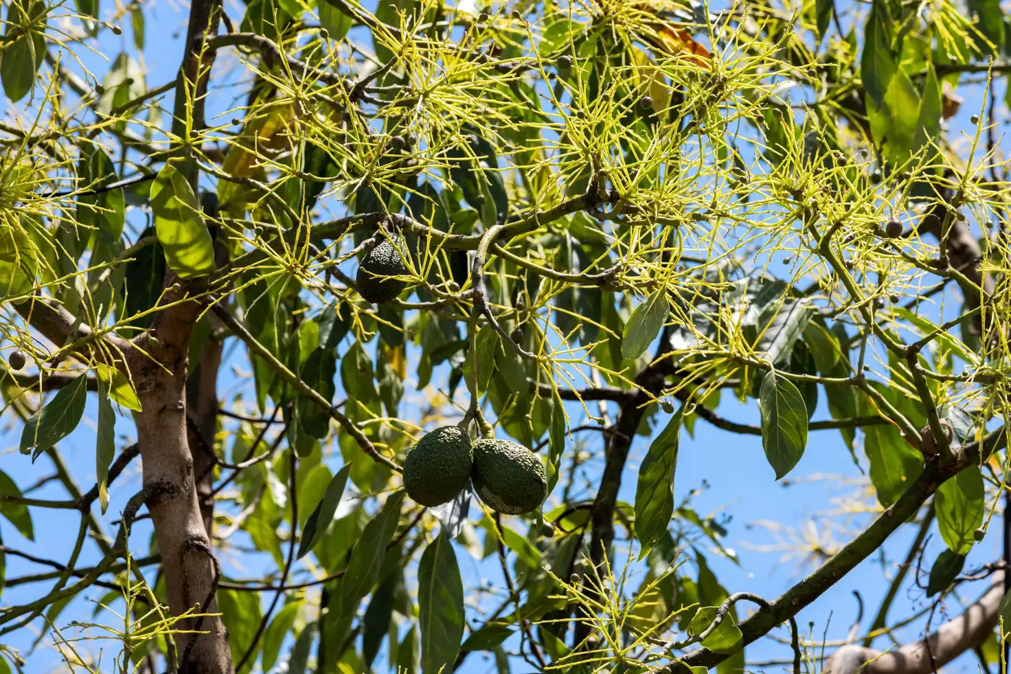 Main view of Homely rural property listing, 1255 Bulmers Road, Hogarth Range NSW 2469