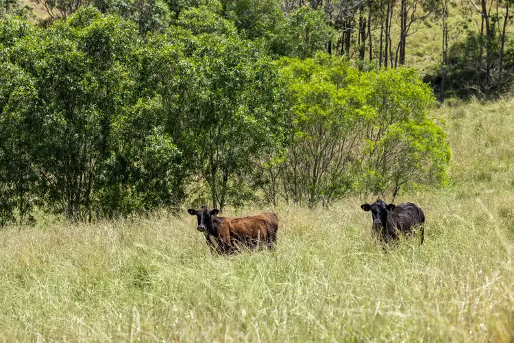 Second view of Homely rural property listing, 1255 Bulmers Road, Hogarth Range NSW 2469