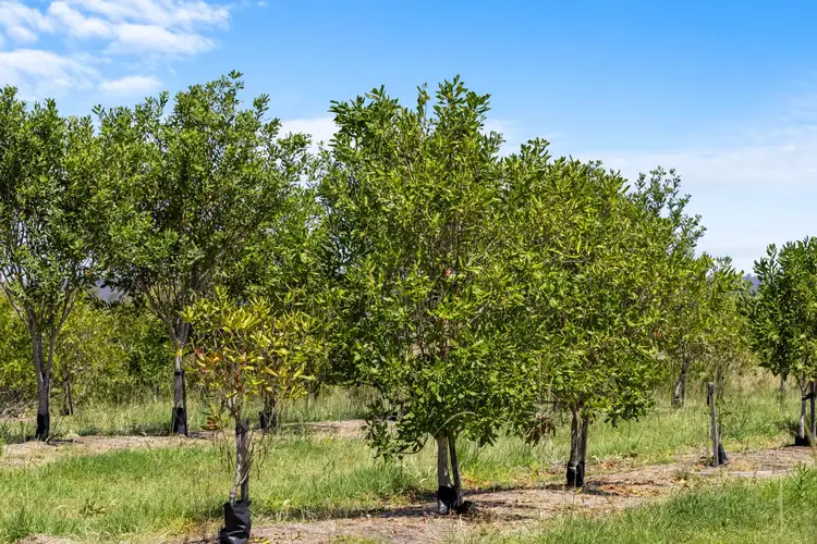 Third view of Homely rural property listing, 1255 Bulmers Road, Hogarth Range NSW 2469
