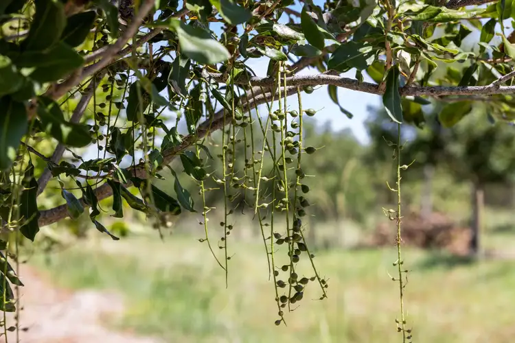 Fifth view of Homely rural property listing, 1255 Bulmers Road, Hogarth Range NSW 2469