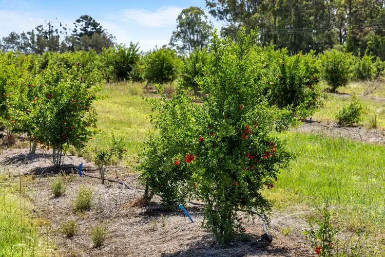 Sixth view of Homely rural property listing, 1255 Bulmers Road, Hogarth Range NSW 2469