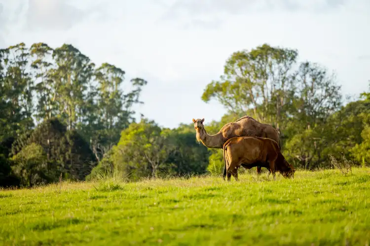Fourth view of Homely house listing, 23 Ansell Road, Witta QLD 4552