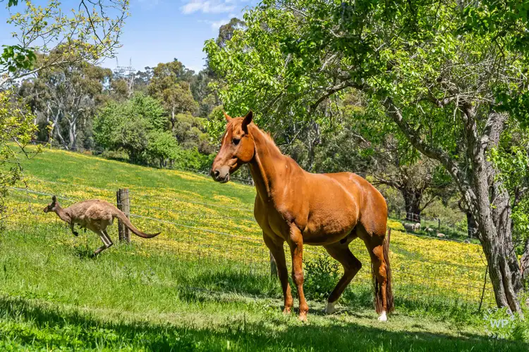 Third view of Homely house listing, 255 Sturt Valley Road, Upper Sturt SA 5156