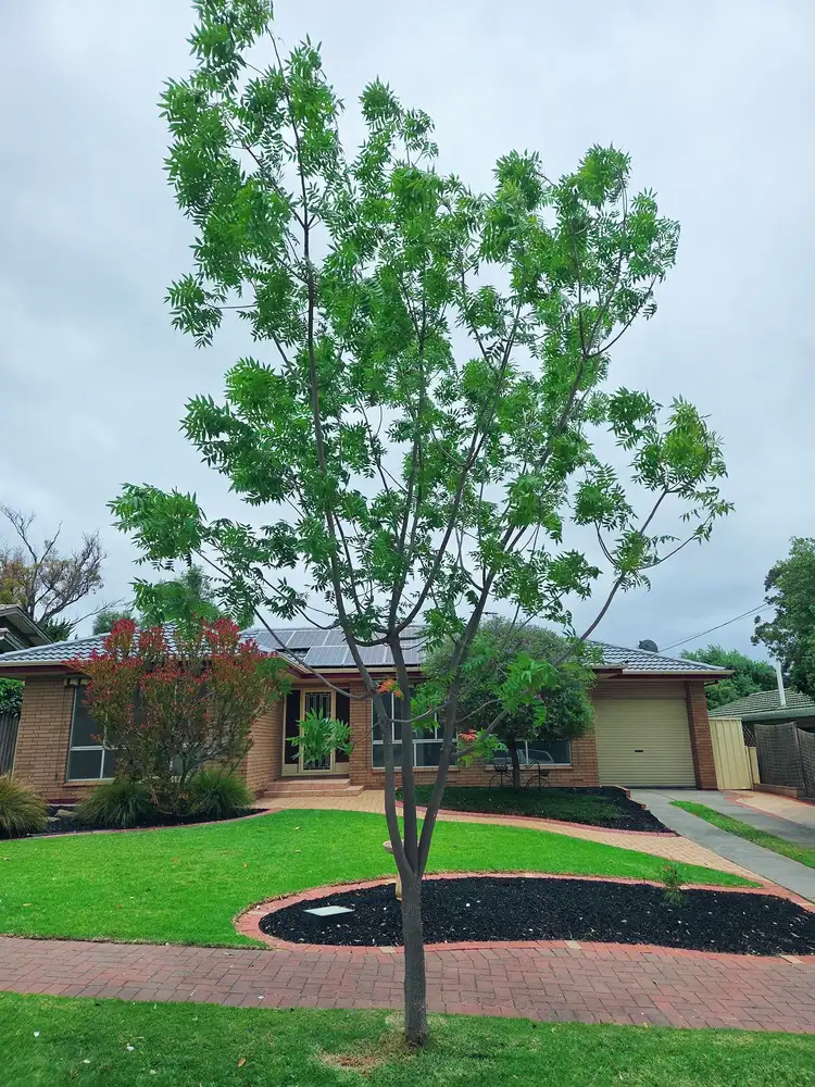 16 Amberly Drive, Happy Valley SA 5159