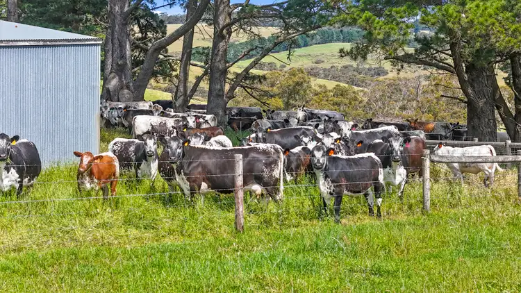 Second view of Homely rural property listing, 137 Faggotter Road, Myponga SA 5202