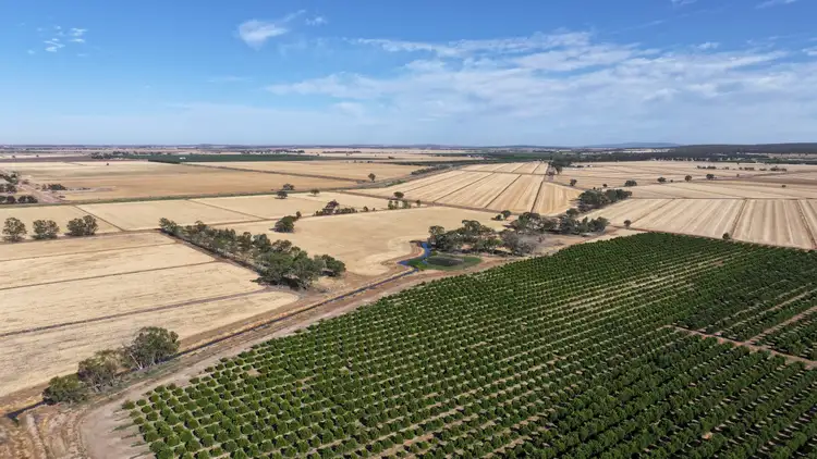 Fifth view of Homely rural property listing, Farm 65 Stoney Point Road, Leeton NSW 2705