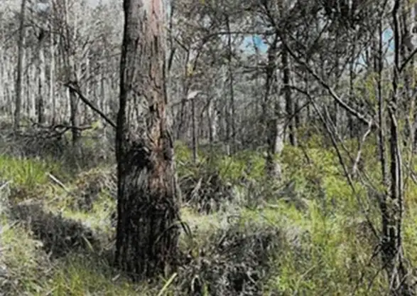 Seventh view of Homely land listing, LOT 1 Mount Charlie Road, Riddells Creek VIC 3431