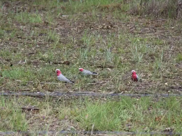 Seventh view of Homely land listing, Lot 11 McConnell Road, Maidenwell QLD 4615