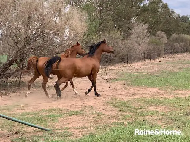 Fourth view of Homely house listing, 121A Moss Road, Cowra NSW 2794