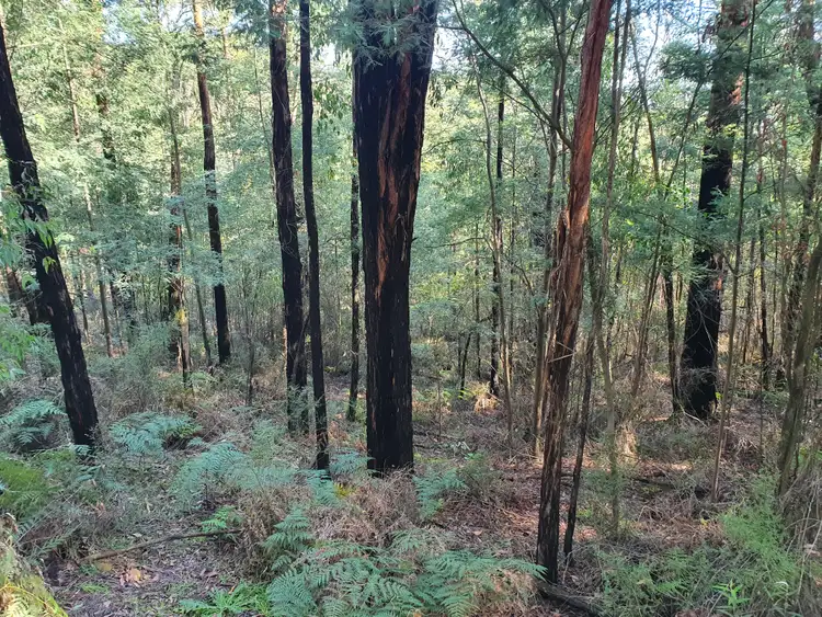 Fifth view of Homely land listing, 245 Lowes Road, Chum Creek VIC 3777