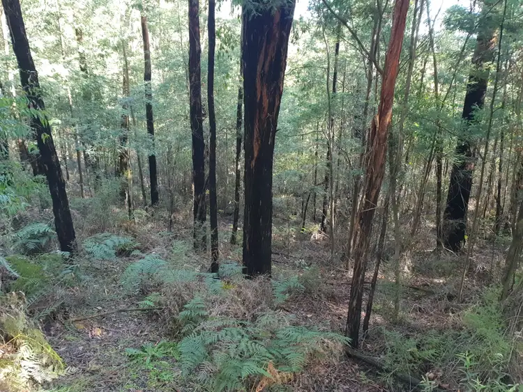 Seventh view of Homely land listing, 245 Lowes Road, Chum Creek VIC 3777