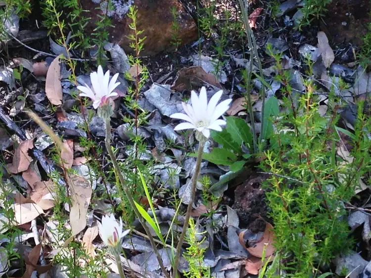 LOT 142, 12 Mulberry Mews, Cowaramup WA 6284