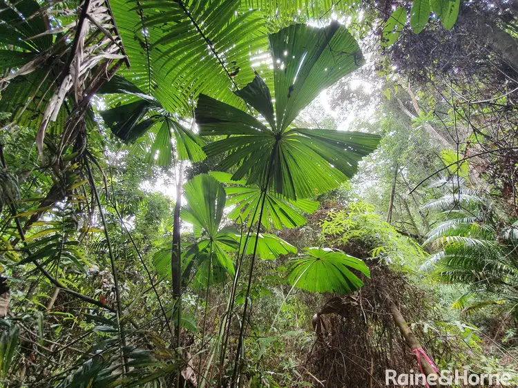 Fifth view of Homely land listing, 26 Ronald Road, Daintree QLD 4873