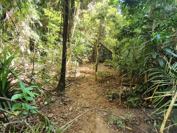 Fifth view of Homely house listing, 81 Maple Road Cow Bay, Daintree QLD 4873