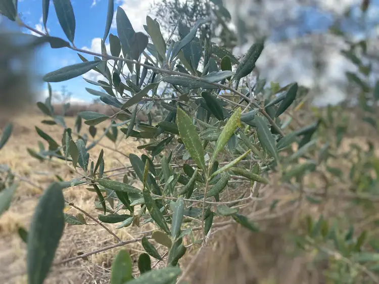 Second view of Homely land listing, Lot 81 Butler Drive, Proston QLD 4613