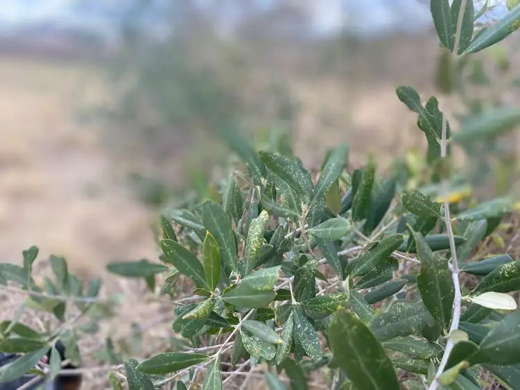 Sixth view of Homely land listing, Lot 81 Butler Drive, Proston QLD 4613