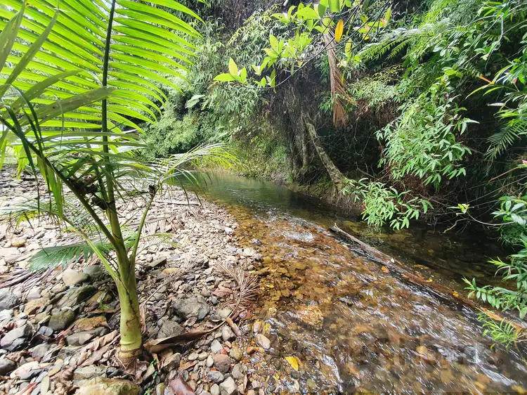 Third view of Homely rural property listing, 57 Mahogany Road, Daintree QLD 4873