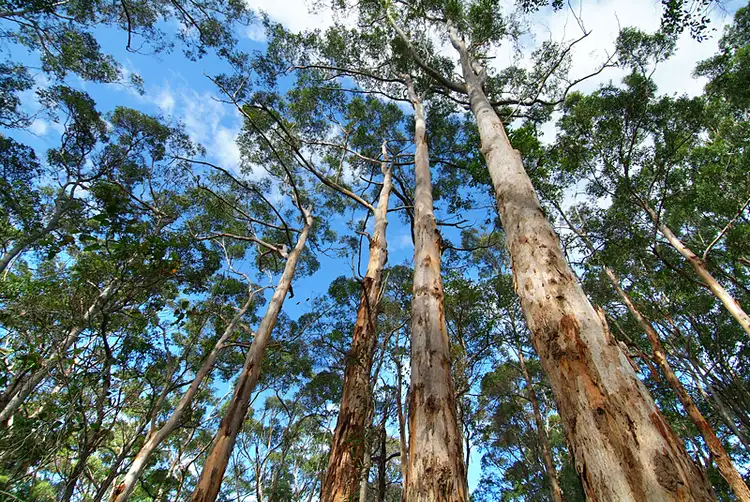 Main view of Homely land listing, 26 Formosa Street, Margaret River WA 6285