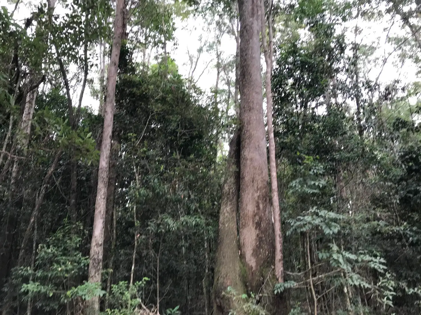 Main view of Homely land listing, 59 Kildeys Road, Cootharaba QLD 4565