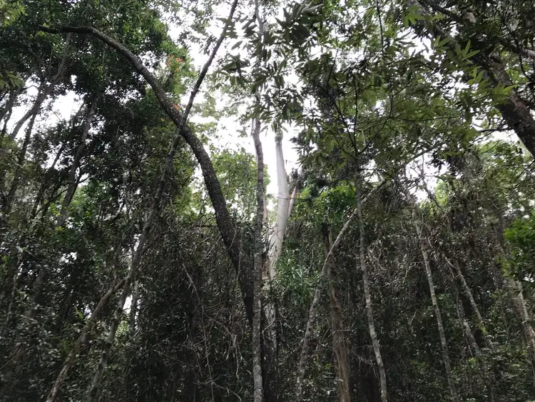 Sixth view of Homely land listing, 59 Kildeys Road, Cootharaba QLD 4565