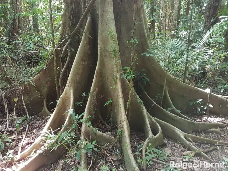 Sixth view of Homely house listing, 1882 Cape Tribulation Road, DIWAN, Daintree QLD 4873