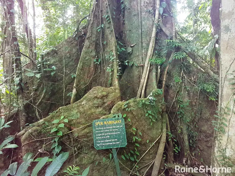 Seventh view of Homely house listing, 1882 Cape Tribulation Road, DIWAN, Daintree QLD 4873