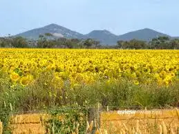 Main view of Homely land listing, LOT 3, 510 Little River Ripley Road, Little River VIC 3211
