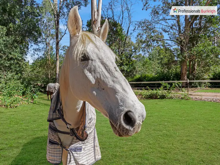 Third view of Homely rural property listing, 28 Palomino Road, Tamborine QLD 4270