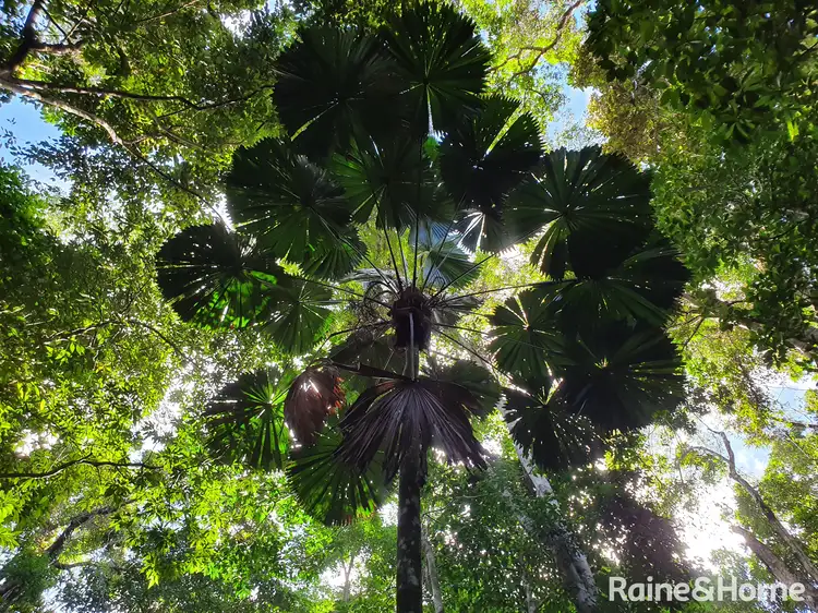 Fifth view of Homely land listing, 45 Silver Ash Road COW BAY, Daintree QLD 4873