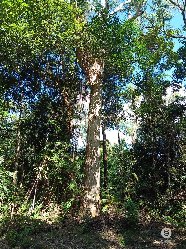 Fifth view of Homely land listing, 213 Teak Road, Cow Bay, Daintree QLD 4873