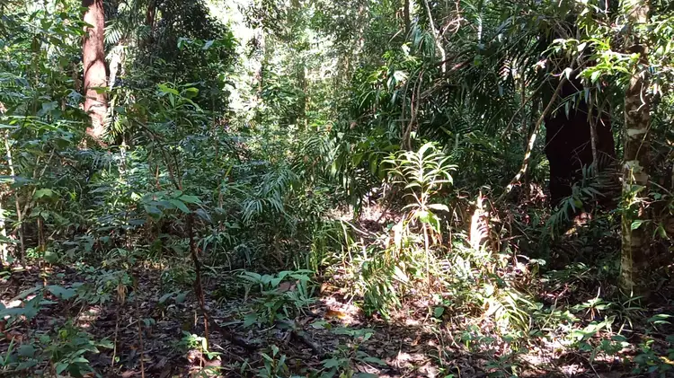 Sixth view of Homely land listing, 213 Teak Road, Cow Bay, Daintree QLD 4873