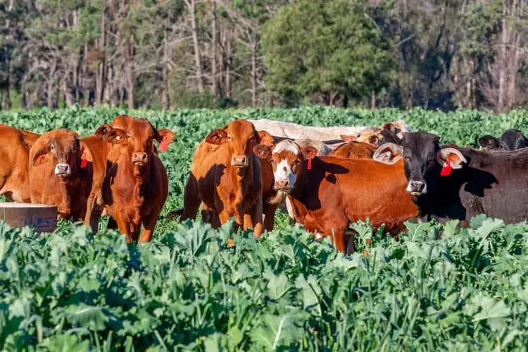 "Arcadia" 2222 Spooners Gap Rd, Bellata NSW 2397
