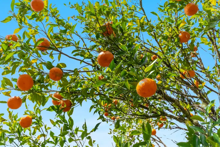 Third view of Homely land listing, LOT 41, 78 Cecil Street, Nimbin NSW 2480