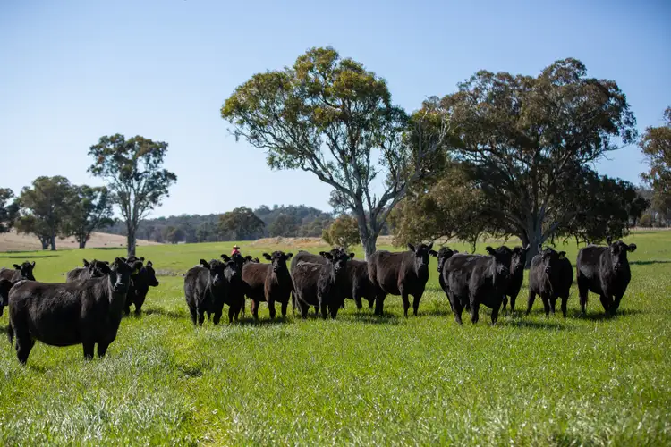 Fourth view of Homely rural property listing, 2621 Waterfall Way, Armidale NSW 2350