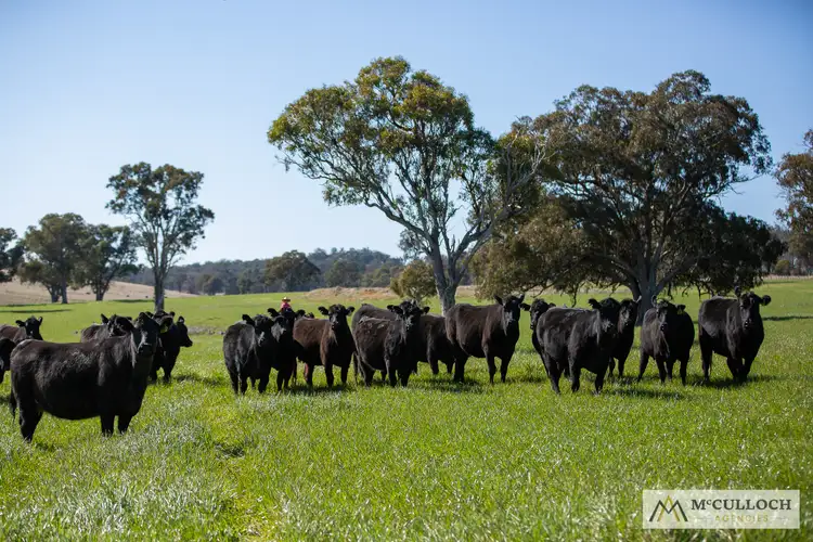Fifth view of Homely rural property listing, 2621 Waterfall Way, Armidale NSW 2350