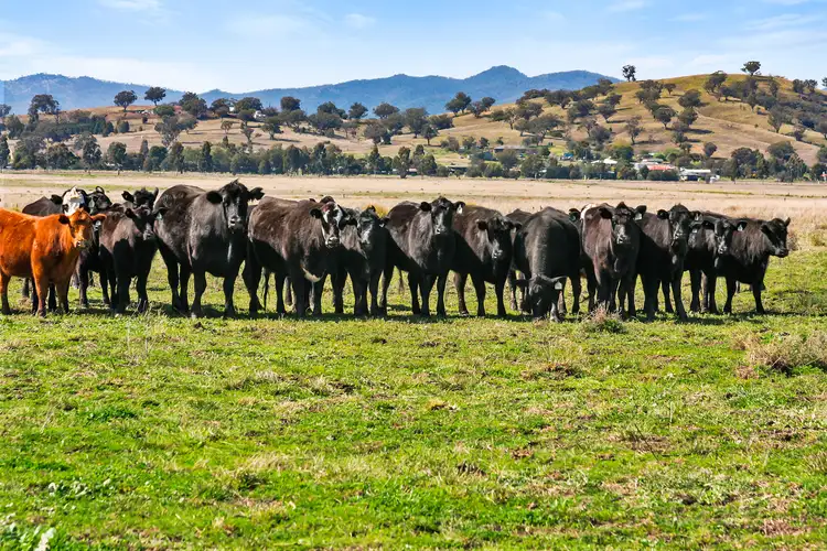 Second view of Homely rural property listing, 76 Gap Road, Werris Creek NSW 2341