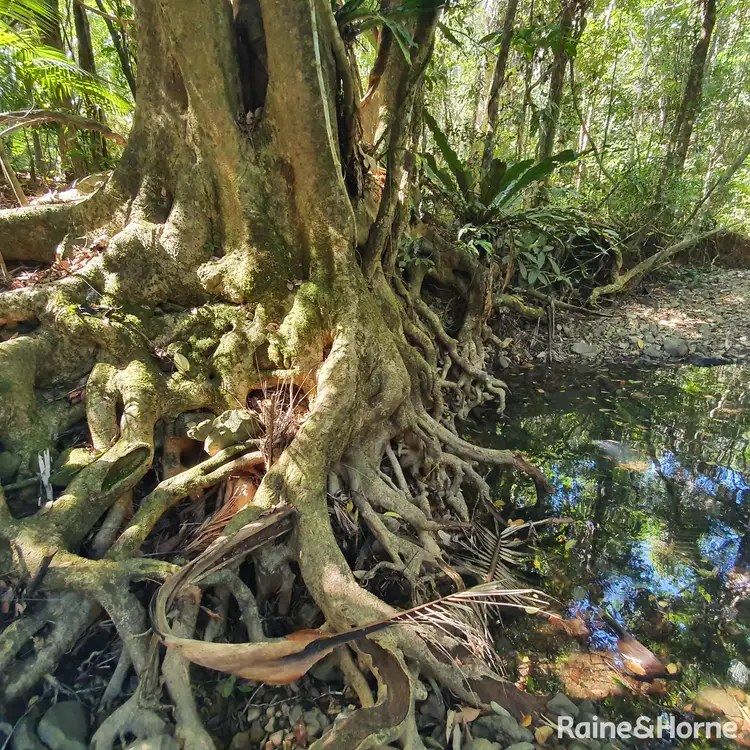 Fourth view of Homely land listing, 37 Nicole Drive Cape Tribulation, Daintree QLD 4873