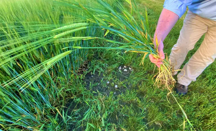 Fourth view of Homely rural property listing, 380 Buccleuch South Road, Sherlock SA 5301