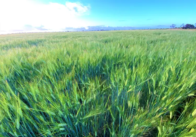 Fifth view of Homely rural property listing, 380 Buccleuch South Road, Sherlock SA 5301