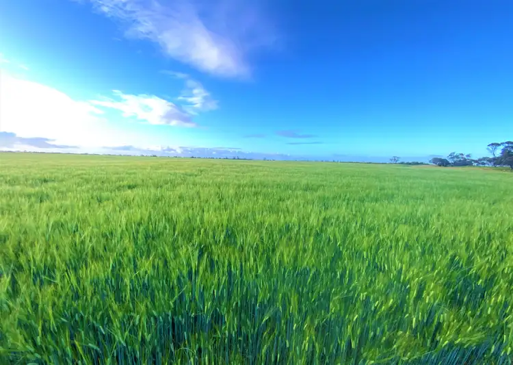 Seventh view of Homely rural property listing, 380 Buccleuch South Road, Sherlock SA 5301