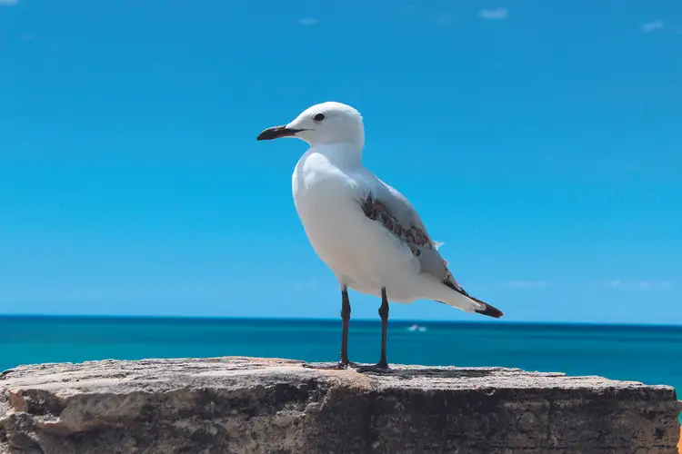 Fifth view of Homely land listing, 9 Wattle Street, West Busselton WA 6280