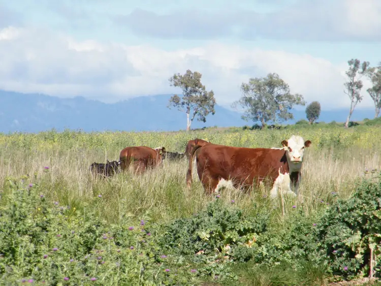 Second view of Homely rural property listing, "Wee Warrah" & "Barkay" 411 & 531 Harrisons Plains Road, Willow Tree NSW 2339
