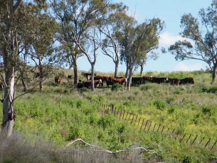 Sixth view of Homely rural property listing, "Wee Warrah" & "Barkay" 411 & 531 Harrisons Plains Road, Willow Tree NSW 2339