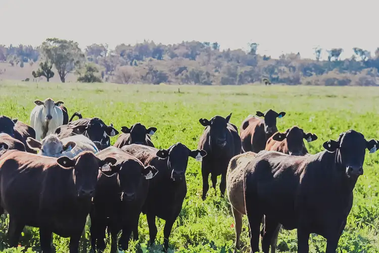 Sixth view of Homely rural property listing, "Barrington Park"199 Mooki Springs Road Pine Ridge via, Quirindi NSW 2343