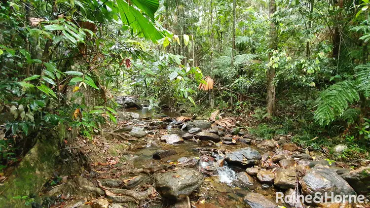 Seventh view of Homely house listing, 124 Thornton Peak Drive, FOREST CREEK, Daintree QLD 4873