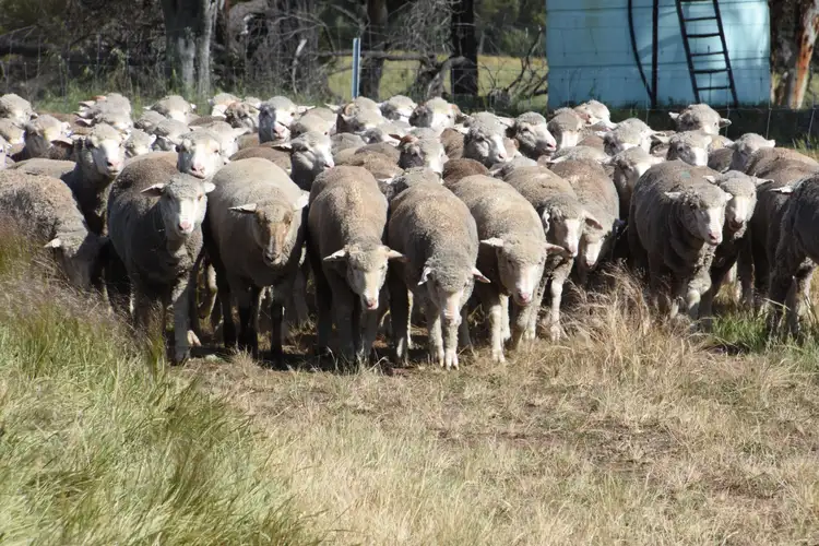 Fifth view of Homely rural property listing, 5157 York-Williams Road, West Pingelly WA 6308