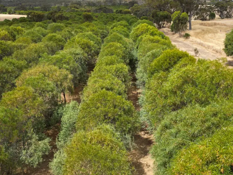 Sixth view of Homely rural property listing, 5157 York-Williams Road, West Pingelly WA 6308
